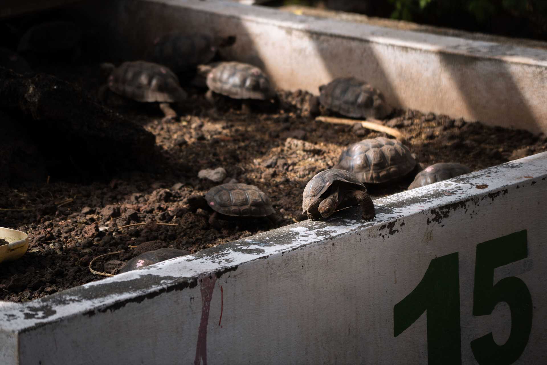 baby tortoises