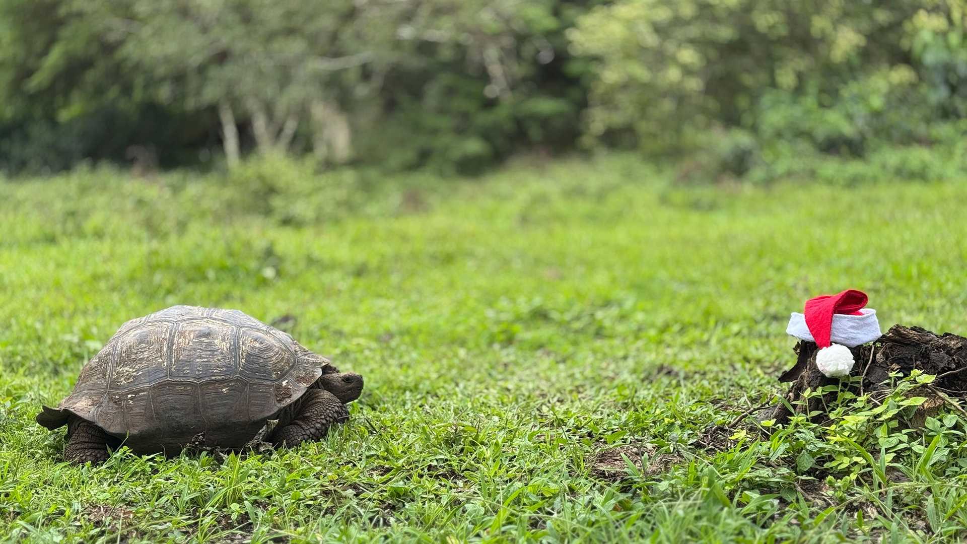 a giant tortoise looks at a Santa hat