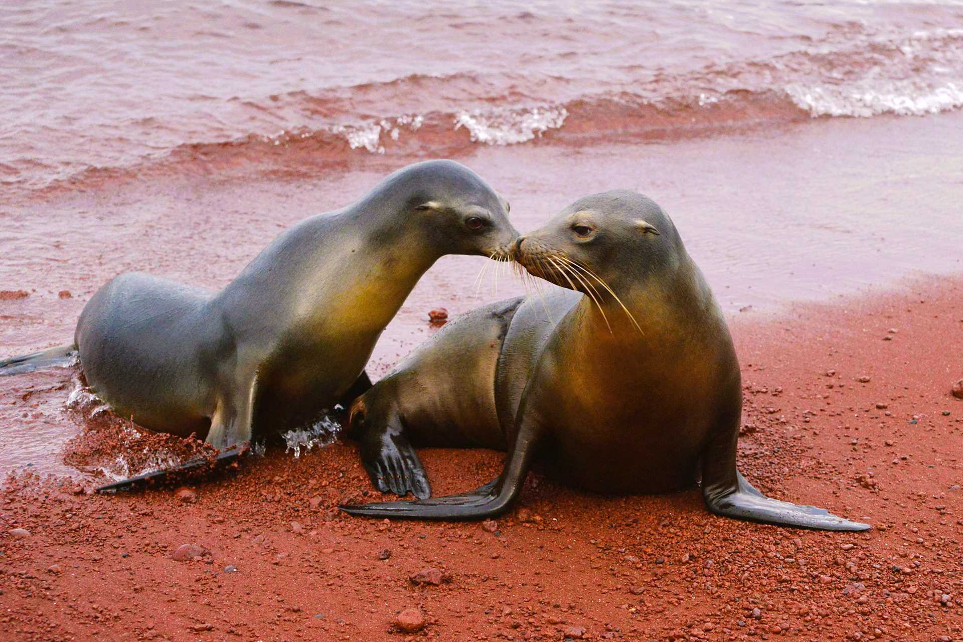 two sea lions on a red sand beach