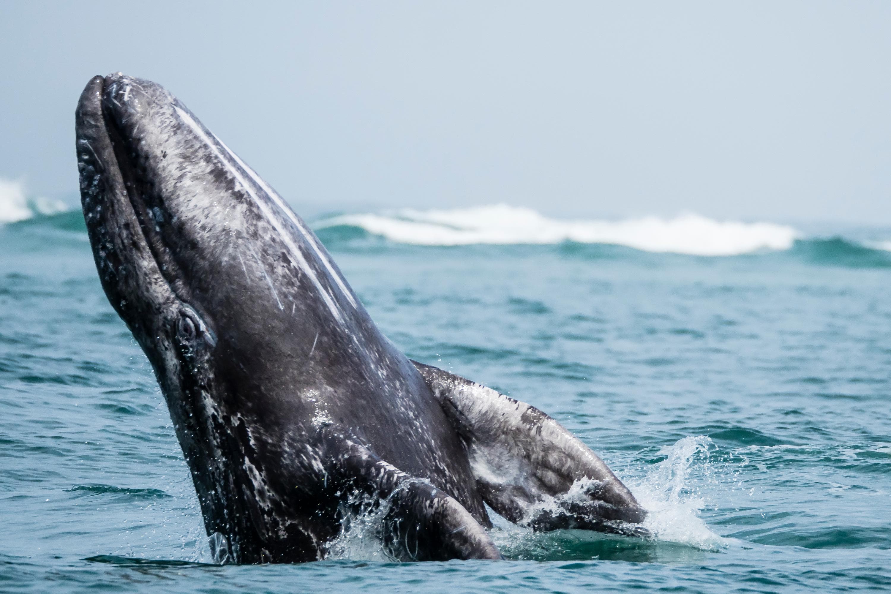 A California Grey whale calf breaching in San Ignacio Lagoon, Baja California Sur, Mexico.