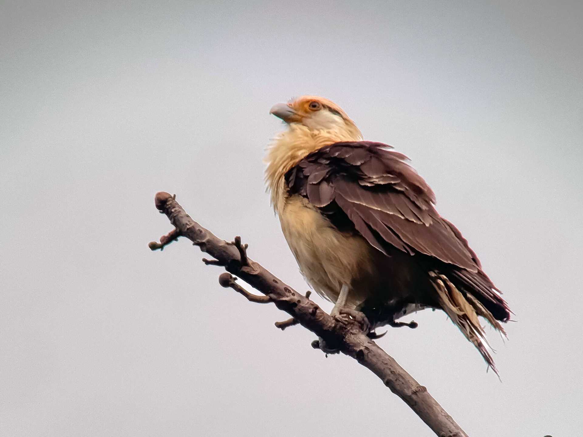 a brown bird with a yellow head