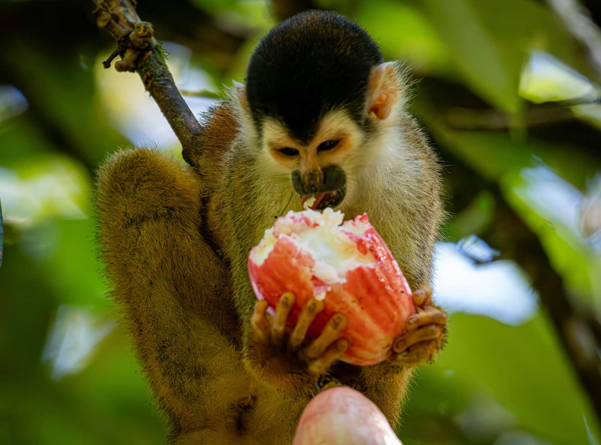 squirrel monkey