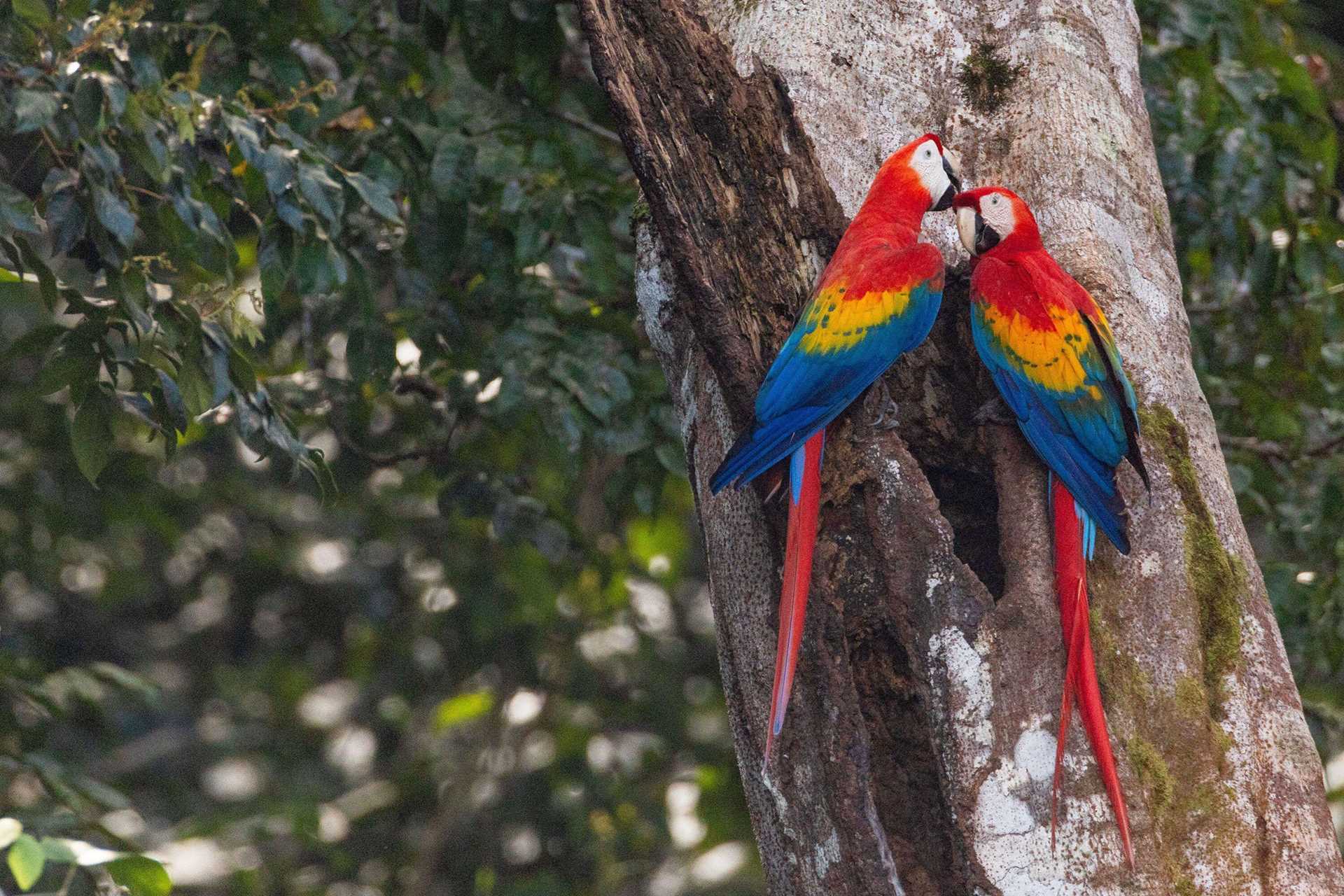 two red macaws on a tree