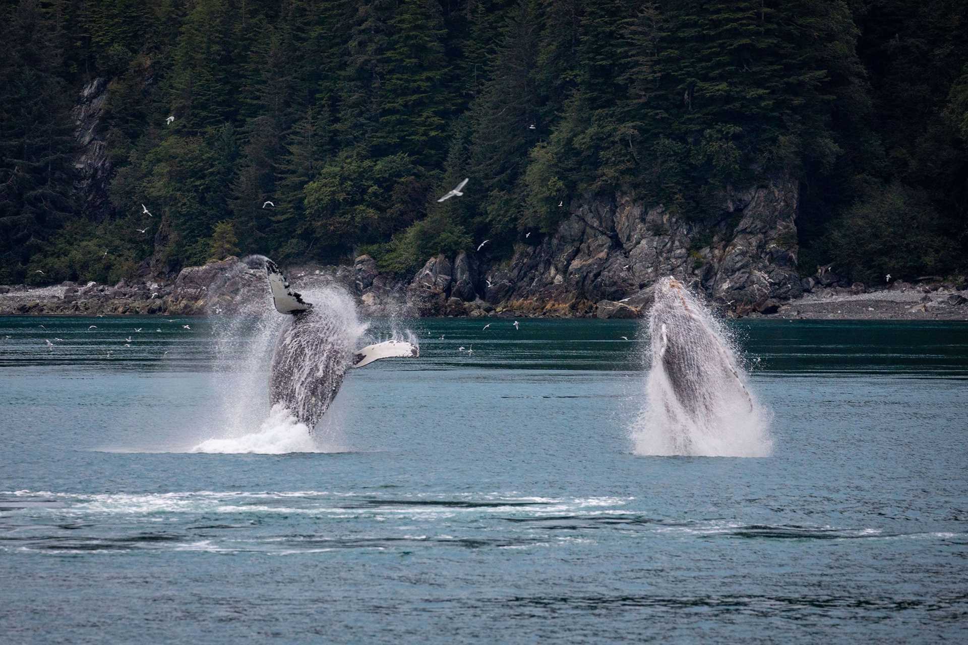 two humpback whales breaching